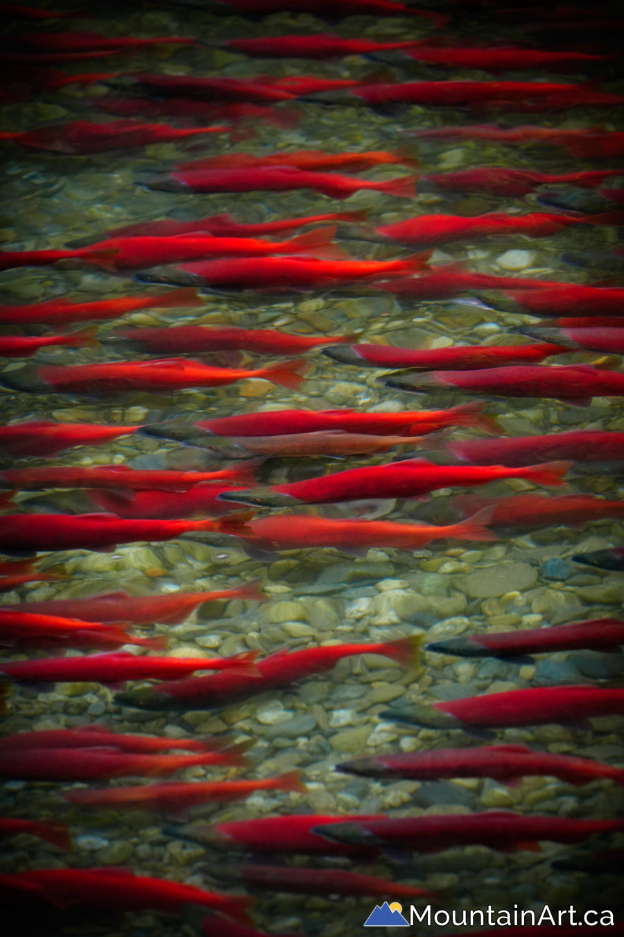 kokanee salmon redfish spawning meadow creek bc